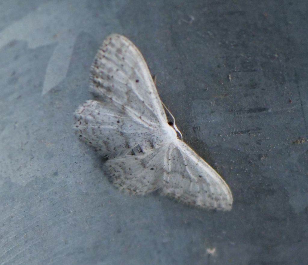 Falena da identificare